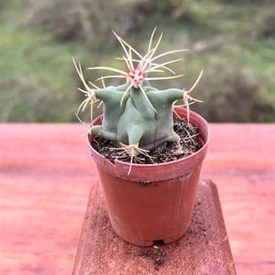Kactus