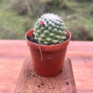 Kactus