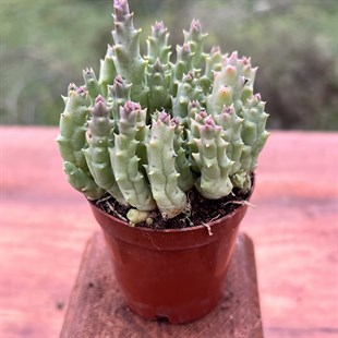 Leş Kaktüsü Cactus
