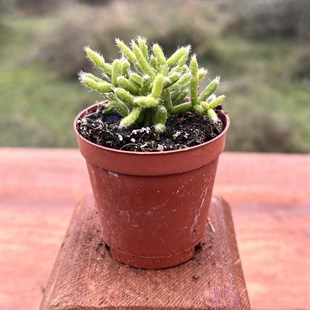 Rhipsalis Burchellii Cactus